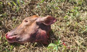Abigeos faenan animal vacuno en un establecimiento en Puerto Indio – Diario TNPRESS
