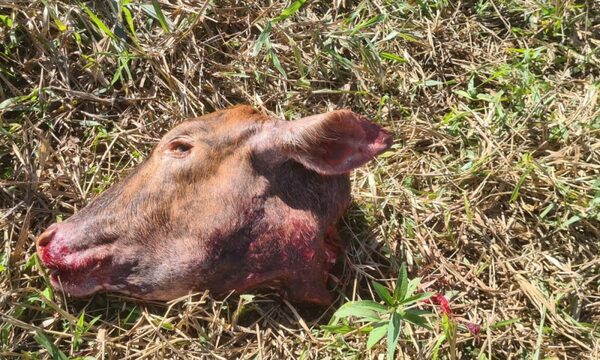 Abigeos faenan animal vacuno en un establecimiento en Puerto Indio – Diario TNPRESS