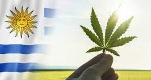 Cannabis medicinal: una industria que florece en Uruguay - El Independiente