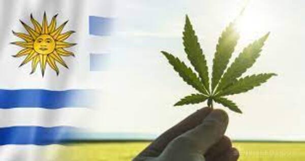 Cannabis medicinal: una industria que florece en Uruguay - El Independiente