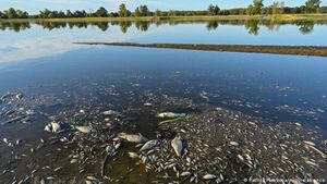 Alemania y Polonia buscan a responsables de desastre en el río Óder