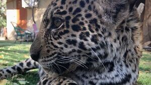 Tosã empieza a usar su pata a dos semanas de su cirugía