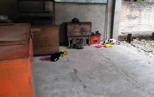 Habilitan comederos para los gatos del Mercado de Luque •