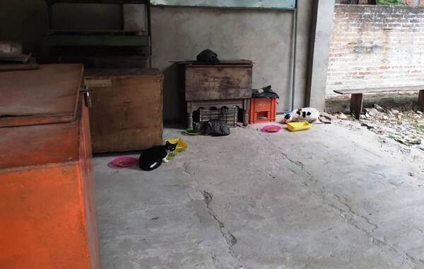 Habilitan comederos para los gatos del Mercado de Luque •