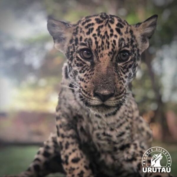 Mirá cómo Tosã comienza a usar su patita tras la cirugía - Nacionales - ABC Color