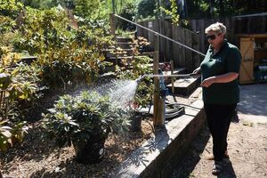 La sequía siembra de dudas el futuro de los tradicionales jardines ingleses - Ciencia - ABC Color