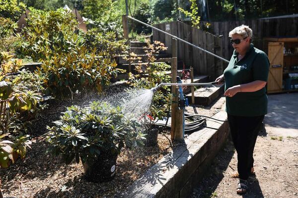La sequía siembra de dudas el futuro de los tradicionales jardines ingleses - Ciencia - ABC Color
