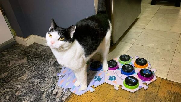 Diario HOY | Tecnología para mascotas: estos botones personalizados permiten que “hablen” con los humanos