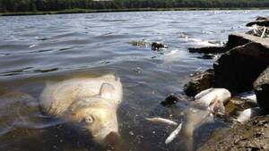 Aparecen miles de peces muertos en Alemania y Polonia | 1000 Noticias
