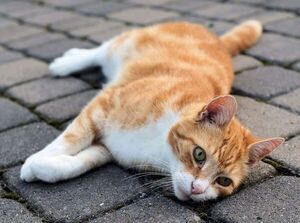 Los gatos también pueden sufrir un golpe de calor en un día como el de hoy - Mascotas - ABC Color