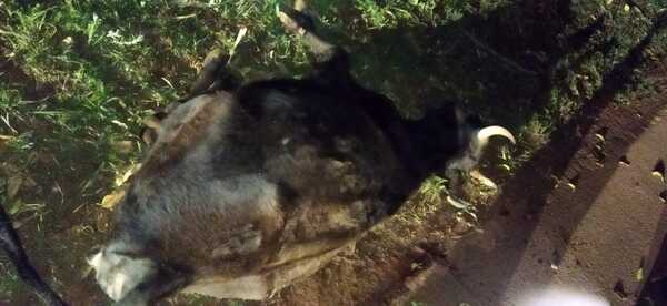 CHOCÓ UNA VACA, QUEDÓ CON LESIONES Y LOS VECINOS COMIERON ASADO GRATIS