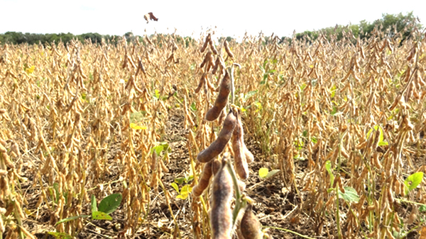 Crisis en el campo: ingresaron USD 1.000 millones menos tras caída de envíos de soja - La Clave