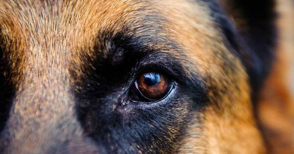 La Nación / Vecinos de Luque detienen a un joven por maltratar a un perro
