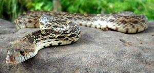 Crónica / Serpiente atacó a peque de dos años y esta la mató ¡de un mordisco!