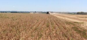 Productores analizan importar soja ante la sequía  - Economía - ABC Color