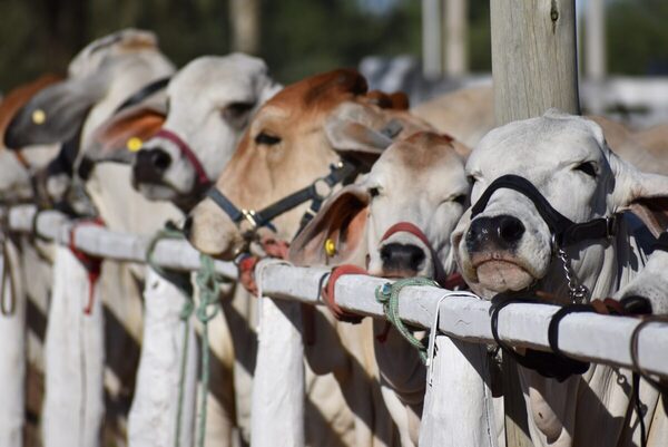 ¡Comienzan las juras! Más de 450 reproductores compiten en Expo Rodeo Trébol