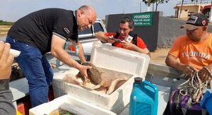 Decomisan pescados sin medidas y carne de yacaré - Nacionales - ABC Color