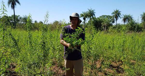 La Nación / Ka’a he’ẽ y otras plantas medicinales en peligro de extinción ante falta de asistencia a pequeños productores