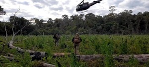 Destruyen más de 500 toneladas de marihuana en el séptimo día de "Nueva AlianzaXXXlll" en Amambay