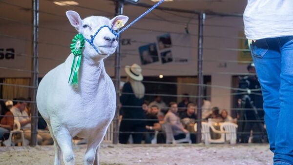 Presentan inédito proyecto para el sector de carne ovina | Agronegocios | 5Días