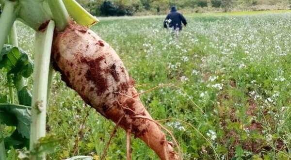 Productores de fincas logran buen resultado aplicando tecnologías sustentables