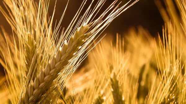 Envíos de trigo zafra 2021 fueron los más bajos de los últimos 5 años