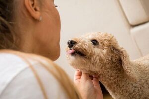 Acupuntura para animales, una tendencia creciente en Pekín - Mascotas - ABC Color