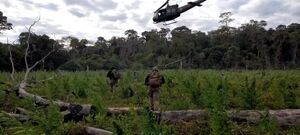 Destruyen 168 hectáreas de cultivos de marihuana en Amambay