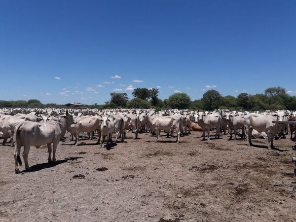 Ganaderos, con pérdidas económicas a causa de la sequía en el Chaco - Noticias del Chaco - ABC Color