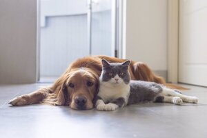 Diario HOY | Las mascotas también pueden tener viruela del mono: qué hacer para evitarlo