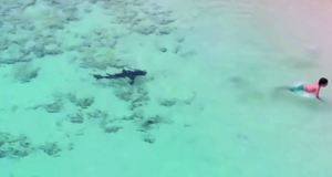 Diario HOY | Un niño perdió parte de una pierna tras ataque de tiburón en Florida