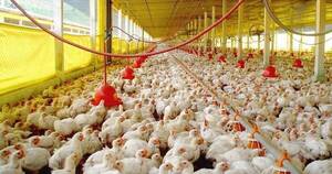 La Nación / Sector avícola aumentó exportación en un 14% a julio de este año