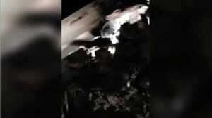 Detienen a piloto de avión que cayó en el Chaco - ADN Digital