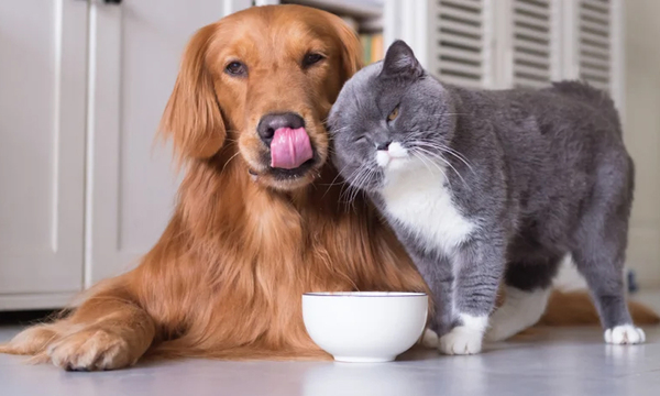 Las mascotas también pueden tener viruela del mono: ¿Qué hacer para evitarlo? - OviedoPress