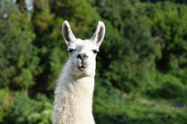 Cruda o salteada, la llama se asoma a la mesa en Ecuador - Viajes - ABC Color