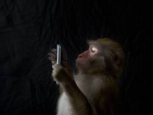Diario HOY | Llaman al 911 desde un zoológico y un mono es el principal sospechoso