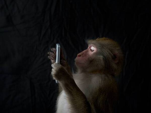 Diario HOY | Llaman al 911 desde un zoológico y un mono es el principal sospechoso