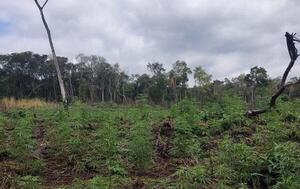 Antinarcóticos destruyó cinco hectáreas de marihuana en Caaguazú – Prensa 5