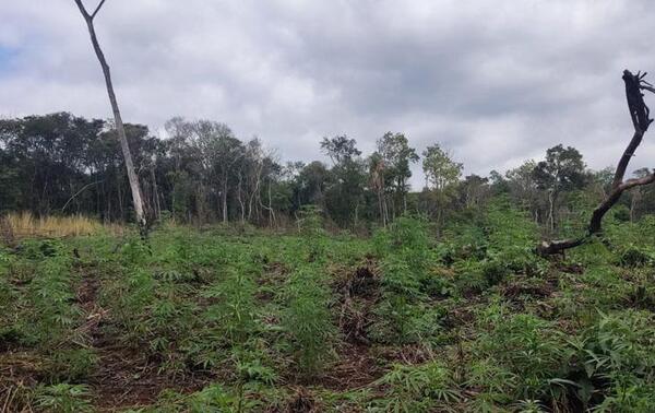 Antinarcóticos destruyó cinco hectáreas de marihuana en Caaguazú – Prensa 5