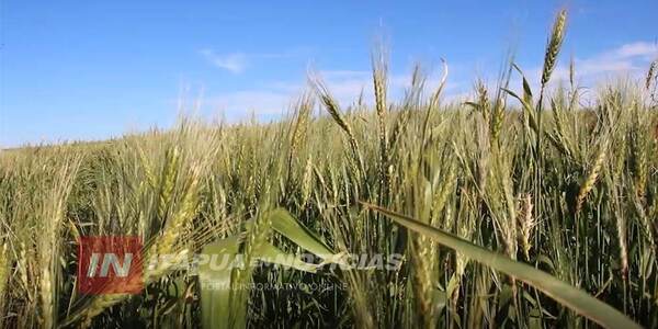 TEMEN QUE LLEGADA DE HELADAS GOLPEE LOS CULTIVOS DE TRIGO EN ITAPÚA