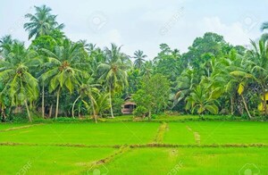 Sri Lanka autorizó la importación de glifosato después del fracaso de la agricultura orgánica
