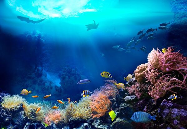 El movimiento de los continentes dio oxígeno a la vida en el fondo de los mares - Ciencia - ABC Color