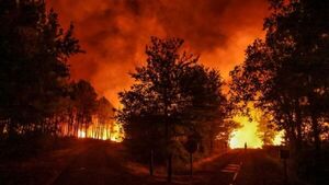 Los incendios forestales se duplicaron en el mundo en los últimos 20 años