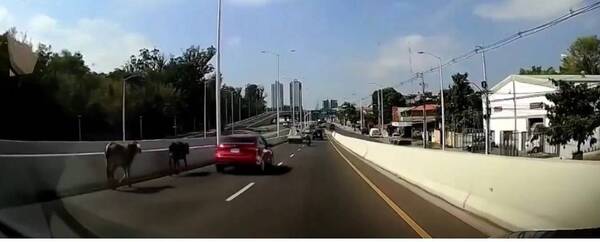 Crónica / Varias “cornudas” desfilaron sobre el viaducto en zona del Botánico