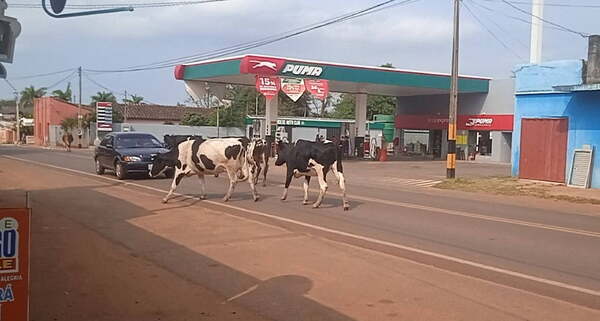 Problema de nunca acabar en San José de los Arroyos; Animales sueltos en la vía pública - Noticiero Paraguay