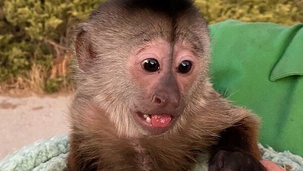 Llaman al 911 desde un zoológico y un mono es el principal sospechoso