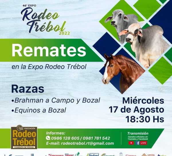 RCCTV trasmitirá en vivo los remates de las razas Brahman y equinos en la Expo Rodeo Trébol