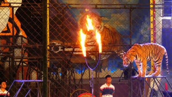 Dueño de circo irá a juicio por supuesto maltrato a tigres