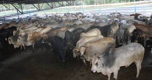 La Nación / Cadena de la carne está cortada ante bajos precios al productor y falta de mercados, sostienen