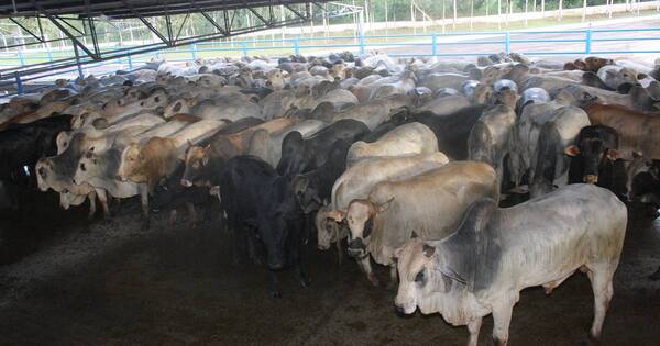 La Nación / Cadena de la carne está cortada ante bajos precios al productor y falta de mercados, sostienen